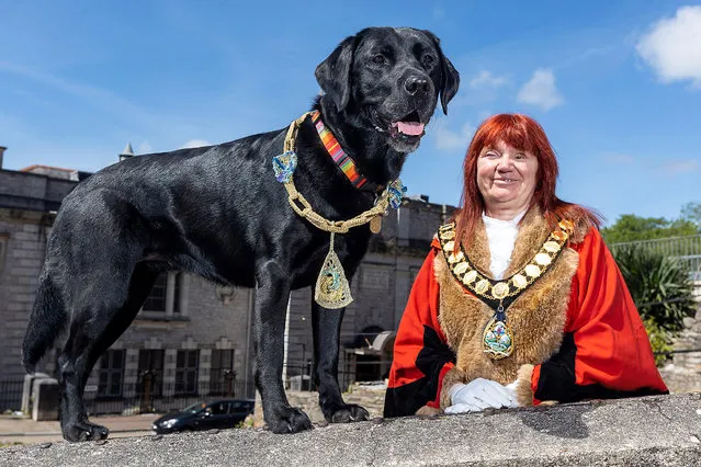 Torbay Mayor Mandy Darling who is registered blind was accompanied by six-year-old guide dog Pepsi as she was sworn in as mayor on May 22, 2022. Her husband Steve is the council leader and is also registered blind – they are thought to be the only registered blind couple on an English council. (Photo by Mark Passmore/Apex News)