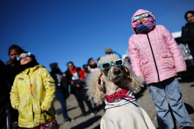 Dana the dog wears glasses as people watch an annular solar eclipse, in Las Horquetas, Santa Cruz, Argentina, on October 2, 2024. (Photo by Agustin Marcarian/Reuters)