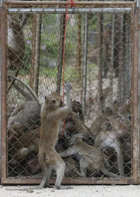 A monkey who escaped being caught looks at others in the cage before being moved for sterilization in a bid to control the birth rate of the monkey population in Hua Hin city, Prachuap Khiri Khan Province, Thailand, 15 July 2017. (Photo by Narong Sangnak/EPA/EFE)