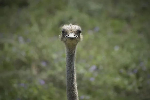 An ostrich is seen at Bursa Zoo on June 15, 2022 in Bursa, Turkiye. In Bursa Zoo's “savana”, conditions comparable to those found in the natural habitats of animals native to the African continent were created. 25 Grant's zebras, 4 giraffes, 6 African ostriches, 3 white rhinoceros, and other species dwell in the zoo, which was established by the Metropolitan Municipality in 1998 on an area of 206 thousand square meters. (Photo by Mustafa Yilmaz/Anadolu Agency via Getty Images)