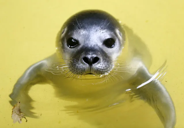 The five days old yet to be named baby seal swimming in water at Duisburg zoo, Germany, 28 June 2016. As the baby seal was born in the water, the zookeepers so far could not determine its gender. (Photo by Roland Weihrauch/EPA)