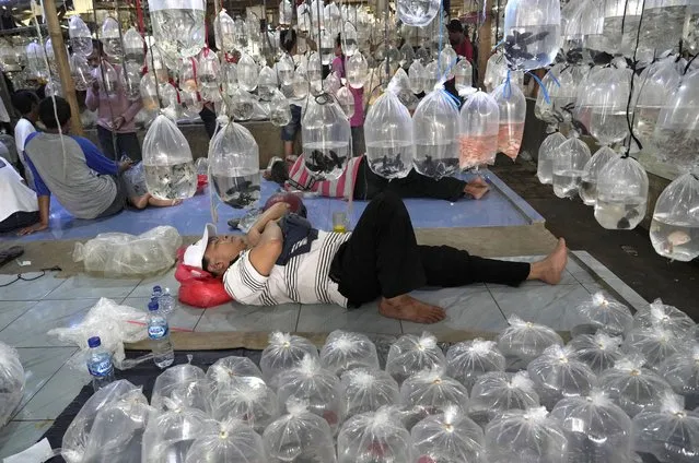 A vendor takes a nap as he waits for customers surrounded by bags of aquarium fish for sale at a market on the outskirts of Jakarta, Indonesia, Thursday, June 23, 2022. (Photo by Tatan Syuflana/AP Photo)