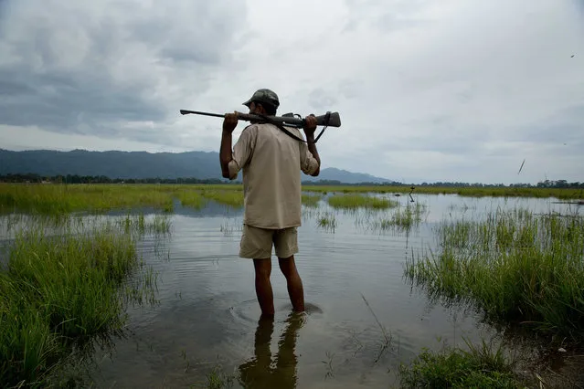 In this Saturday, July 8, 2017, photo, a forest guard looks at flooded Kaziranga national park in Kaziranga, 250 kilometers (156 miles) east of Gauhati, India. Police are patrolling for poachers as rhinoceros, deer and buffalo move to higher ground to escape floods inundating an Indian preserve. Kaziranga National Park has the world's largest population of the one-horned rhinoceros and is home to many other wildlife. (Photo by Anupam Nath/AP Photo)