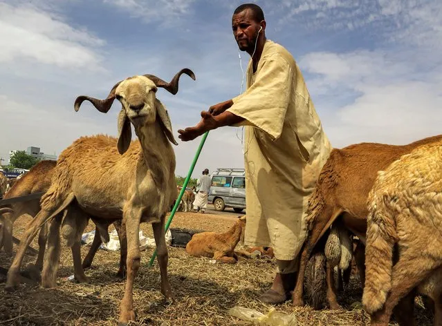 A merchant tends to sheep at a livestock market in the Jabra district in the south of Sudan's capital Khartoum on July 7, 2022, amidst preparations for the Muslim festival of Eid al-Adha. Known as the “big” festival, Eid Al-Adha (Feast of Sacrifice) is celebrated each year by Muslims sacrificing various animals according to religious traditions, including cows, camels, goats and sheep. (Photo by Ashraf Shazly/AFP Photo)