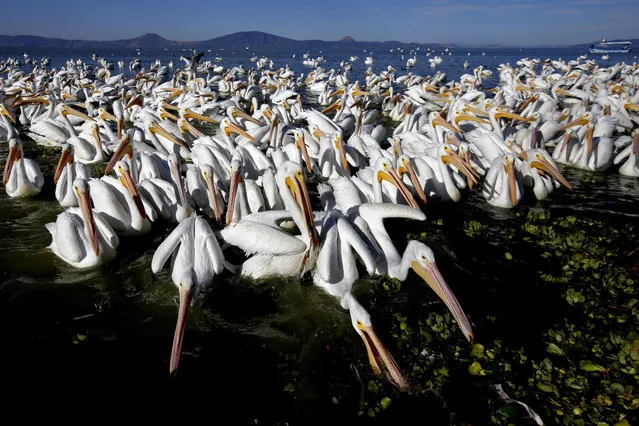 White pelicans, one of the largest birds from Canada and the United States, are seen at the shore of the Chapala lagoon in Cojumatlan, Mexico, on January 28, 2020. White pelicans travel thousands of kilometers migrating from the low temperatures of North America. (Photo by Ulises Ruiz/AFP Photo)