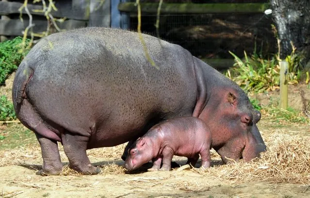 A six-day-old hippopotamus is pictured next to his mother, Kara, aged 21, on September 12, 2012 at “Planet sauvage” (“Wild planet”) Zoo in Port-Saint-Pere, western France. The birth, a rare event for this species in captivity, occured on September 7, 2012 in the Zoo. (Photo by Frank Perry/AFP Photo)