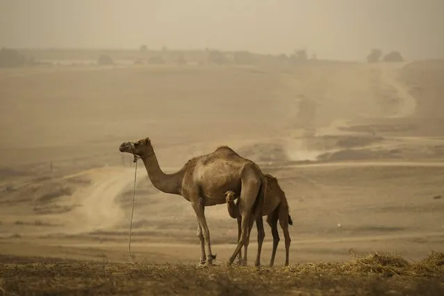 A camel and her calf stand in a field during a sandstorm near Rahat, southern Israel September 10, 2015. A heavy sandstorm, which swept across parts of the Middle East on Tuesday, could still be felt in Israel on Thursday. (Photo by Amir Cohen/Reuters)