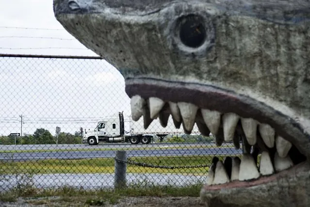 A tractor trailer truck is seen passing a giant walkthrough shark at the Dinosaur Land roadside attraction September 21, 2014 in White Post, Virginia. (Photo by Brendan Smialowski/AFP Photo)