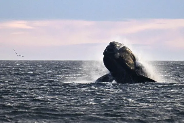 A southern right whale (Eubalaena australis) is photographed in the waters of the South Atlantic Ocean near Puerto Madryn, Chubut Province, Argentina, on October 5, 2022. Despite the recent deaths of at least 13 southern right whales, authorities have recorded more than 1,400 whales in the Nuevo and San Jose gulfs, the largest number in more than 50 years. (Photo by Luis Robayo/AFP Photo)