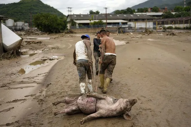 Men drag a live pig they found stuck in mud after flooding caused by intense rains in Las Tejerias, Venezuela, Sunday, October 9, 2022. At least 22 people died after intense rain overflowed a ravine causing flash floods, Vice President Delcy Rodríguez said. (Photo by Matias Delacroix/AP Photo)