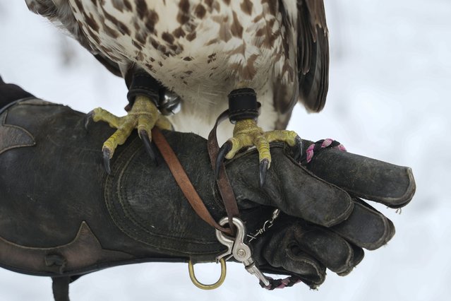 Alexie Echo-Hawk, a juvenile red-tailed hawk, perches on the hand of Stephanie Stevens, Friday, February 14, 2025, before a hunt in Greenleaf, Wis. (Photo by Joshua A. Bickel/AP Photo)