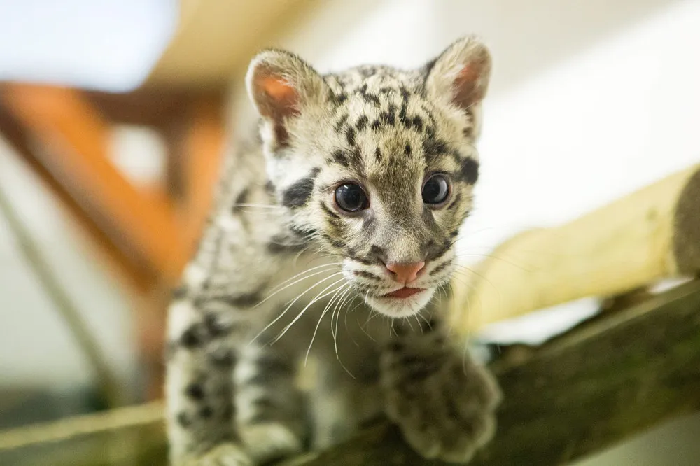 Nimbus, a 2-Month Old Clouded Leopard Cub