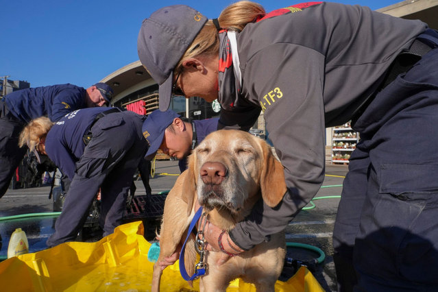 Tullla, a 4-year-old Labrador, gets a bath after working in the Pacific Palisades on January 17, 2025. Search and rescue dogs from the National Disaster Search Dog Foundation have been deployed to assist after wildfires decimated parts of California. (Photo by Megan Smith/USA TODAY NETWORK via Reuters)