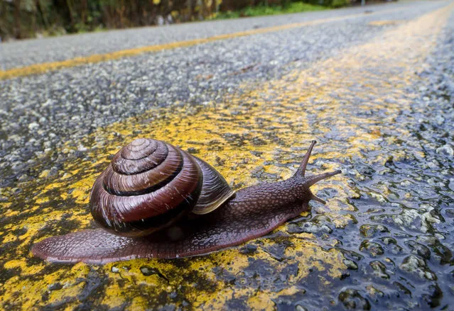 A large Pacific sideband snail slowly crosses a rain wet road in rural Douglas County, Oregon near Elkton on Sunday, December 2, 2012. The moisture loving snail should be very content with the recent heavy rains in southwestern Oregon and northern California. (Photo by Robin Loznak)