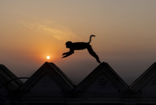 A monkey jumps as the sun rises over the Kathmandu, Nepal, 20 March 2025. (Photo by Narendra Shrestha/EPA)