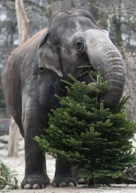 An Asian elephant eats a pine tree in her enclosure at Berlin's Zoologischer Garten zoo, January 13, 2012. The elephants are fed pine trees discarded by Berlin residents after Christmas, once a year. AFP PHOTO / JOHN MACDOUGALL (Photo credit should read JOHN MACDOUGALL/AFP)