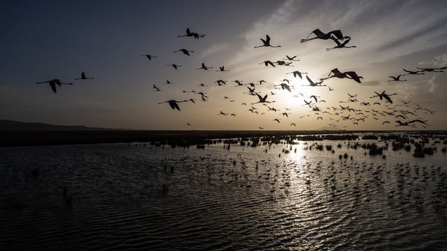An aerial view of Akgol Reeds, one of Turkiye's most important wetlands, is home to Anatolia's 'crane in blush' flamingos, rice paddy and different bird species in Eregli district of Konya, Turkiye on May 25, 2025. Akgol Reeds, known as Konya's bird paradise, is among the places frequented by photography enthusiasts and nature lovers. (Photo by Engin Ayyildiz/Anadolu via Getty Images)