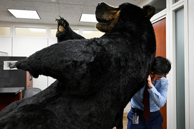 Kodak, the Bear, is transported to the office of U.S. Senator Jeanne Shaheen (D-NH), as part of a campaign to raise awareness about New Hampshire, on Capitol Hill in Washington, D.C., on June 10, 2025. (Photo by Annabelle Gordon/Reuters)