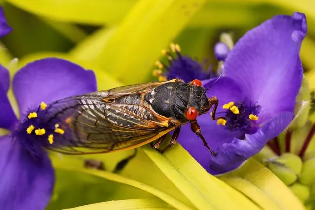 A cicada from Brood X clings to a flower after emerging from 17 years underground to join the trillions of cicadas that will surface in eastern U.S. states in the coming weeks, in Falls Church, Virginia, May 17, 2021. (Photo by Kevin Lamarque/Reuters)