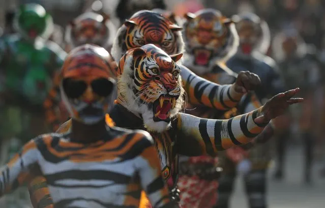 Indian performers painted as tigers take part in the “Pulikali”, or Tiger Dance, in Thrissur on September 17, 2016. (Photo by Arun Sankar/AFP Photo)