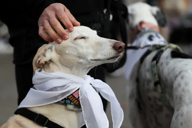 A dog takes part in the “Sanperrestre”, an annual festive dog walk version of the traditional year-end San Silvestre race, to make a stand against animal abuse and abandonment while also raising awareness about adoption over the purchase of dogs and cats, in Madrid, Spain on December 30, 2022. (Photo by Violeta Santos Moura/Reuters)
