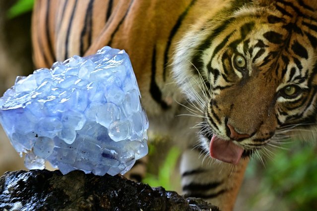 A tiger enjoys frozen food at Rome Zoological Garden “Bioparco” during a heat wave in Rome on July 2, 2025. (Photo by Tiziana Fabi/AFP Photo)