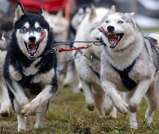 A musher races with his dogs during a sled dog European Championship in Venek November 22, 2014. (Photo by Laszlo Balogh/Reuters)