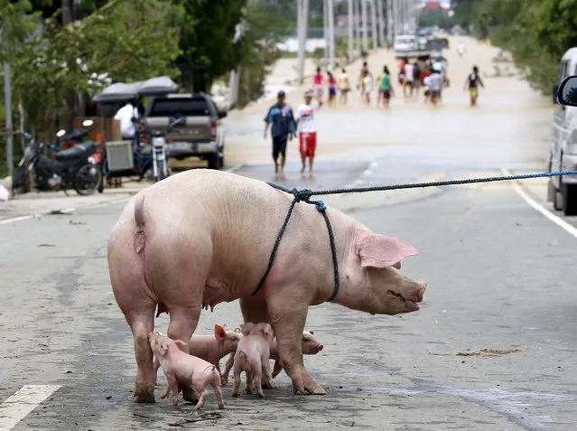 A pig and her piglets stay on higher ground after being rescued, in Sta Rosa, Nueva Ecija in northern Philippines, October 19, 2015, after it was hit by Typhoon Koppu. (Photo by Erik De Castro/Reuters)