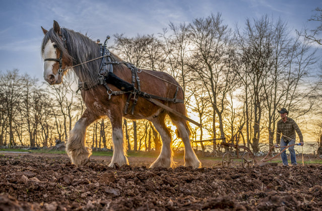 Billy Anderson uses Clydesdale horses to help farm his 15-acre market garden in the Scottish Borders at sunset on April 13, 2025. Here Dickie helps him turn over the soil as they prepare to plant potatoes. At one point there were more than 140,000 working Clydesdales in Scotland. (Photo by Phil Wilkinson)
