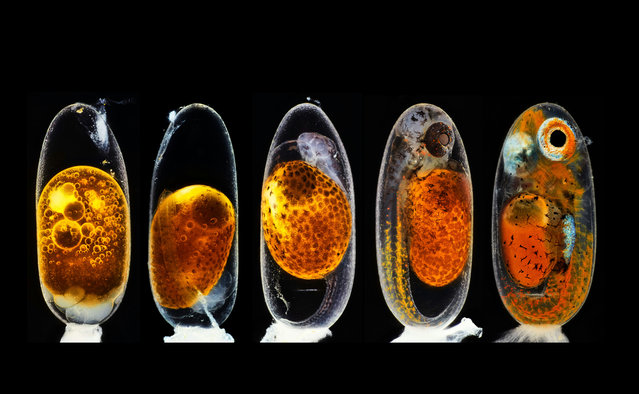 2nd Place. Embryonic development of a clownfish (Amphiprion percula) on days 1, 3 (morning and evening), 5, and 9, created using image-stacking. It shows the development, from hours after fertilisation (even with a pack of sperm cells being visible on top of the egg), until hours before hatching. The primary challenge was to create sharp focus stacking pictures while the embryo was alive and moving. (Photo by Daniel Knop/Nikon Small World Photomicrography 2020)