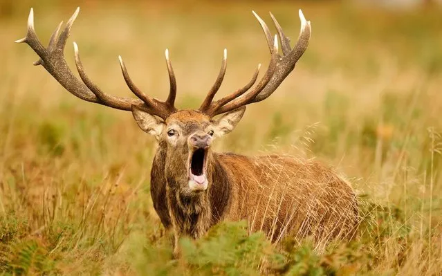 A red deer stag roars in Richmond park during its breeding season, or the rut in south west London on October 6, 2020. (Photo by John Walton/PA Wire Press Association)