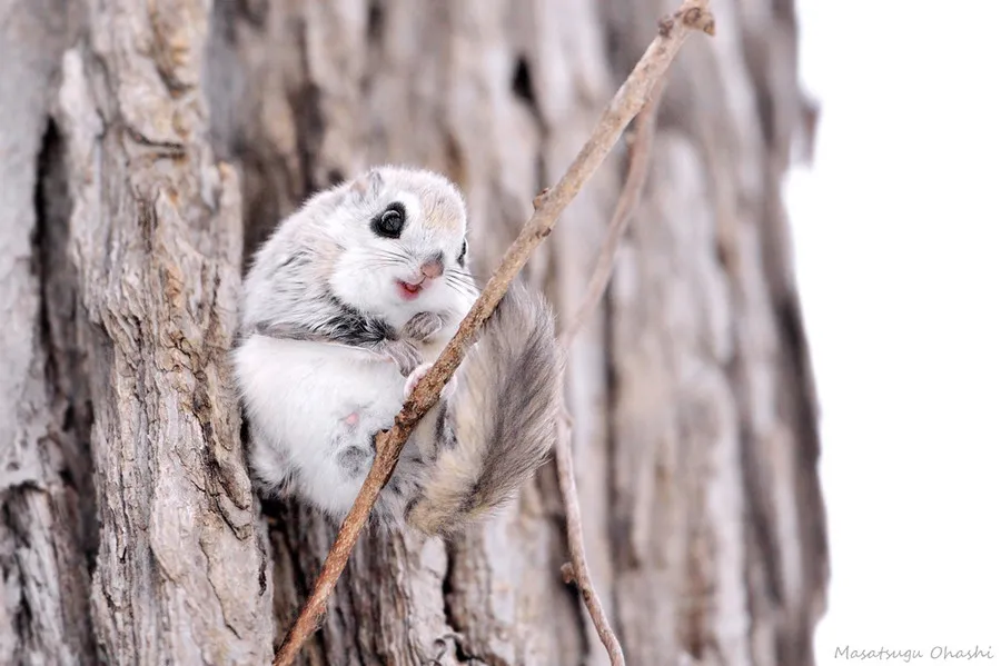 Siberian Flying Squirrels by Masatsugu Ohashi