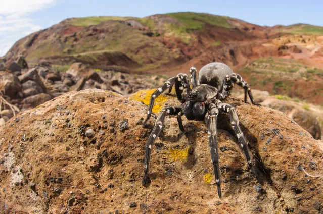 “The Panda of Spiders”. “When I discovered that the biggest wolf spider of Europe, perhaps the biggest in the world, lived in a single very small valley on a very small island of the Madeira archipelago I craved to see it in person and tell its story. But it’s a bittersweet story, because this “panda of spiders” is listed as critically endangered on the IUCN Red List and conservation efforts are being carried out to ensure its survival. A small colony has been taken in at Bristol Zoo Gardens as part of their conservation programme”. (Photo by Emanuele Biggi/Wildscreen 2016)