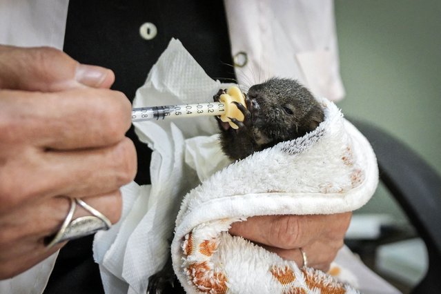 A member of the Greek wildlife protection group Anima feeds a baby squirel at an Athens animal clinic on August 26, 2025. The NGO has seen a surge in animal admissions – largely because of climate change, which scientists say is driving longer, more intense and more frequent heatwaves worldwide, fuelling wildfires and generating other dangers for wildlife. Greece this summer faced several major forest fires amid high temperatures, destroying many areas, especially around Athens and in the western Peloponnese. The government said around 450,000 acres (182,000 hectares) had burnt this year. (Photo by Aris Messinis/AFP Photo)