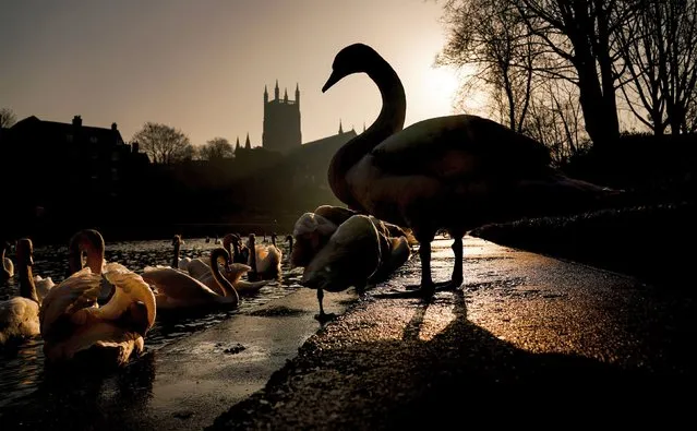 Swans by the River Severn in Worcester on Thursday, February 16, 2023. (Photo by David Davies/PA Images via Getty Images)