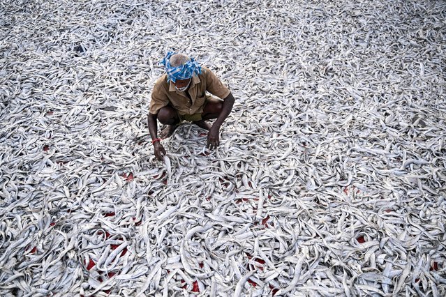 A fisherman lays his fish for dry after a fresh catch early morning at the Kasimedu fishing harbour in Chennai on August 25, 2025. US President Donald Trump has threatened to double import duties on India from 25 to 50 percent to punish New Delhi for buying oil from Russia, saying the purchases help Moscow fund its invasion of Ukraine.' Indian exporters are scrambling for options to mitigate the fallout as it threatens to upend low-margin, labour-intensive industries ranging from gems and jewellery to textiles and seafood. (Photo by R. Satish Babu/AFP Photo)