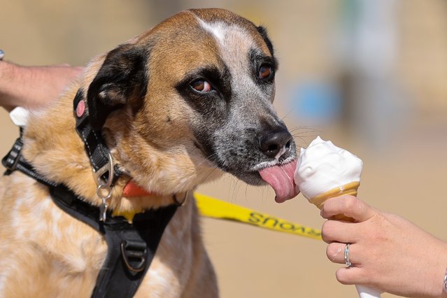 A dog licks ice cream on the Bournemouth Beach on a sunny day in Dorset, UK on September 22, 2025, with temperatures forecast to reach 16 degrees Celsius. (Photo by Dinendra Haria/London News Pictures)
