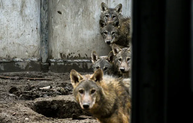 5 wolf cubs receive treatment after found by Turkish Gendarmerie teams on a mountain in Igdir province, at Kafkas University Wildlife Conservation, Rescue, Rehabilitation Application and Research Center in Kars, Turkey on November 13, 2020. (Photo by Ismail Kaplan/Anadolu Agency via Getty Images)
