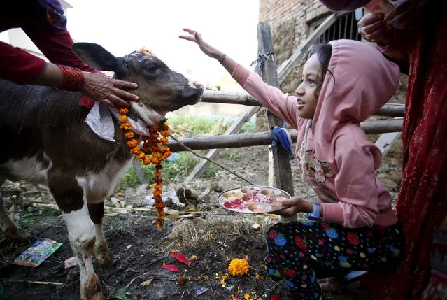 A girl offers prayers to a cow during a religious ceremony in Kathmandu, Nepal November 11, 2015. (Photo by Navesh Chitrakar/Reuters)