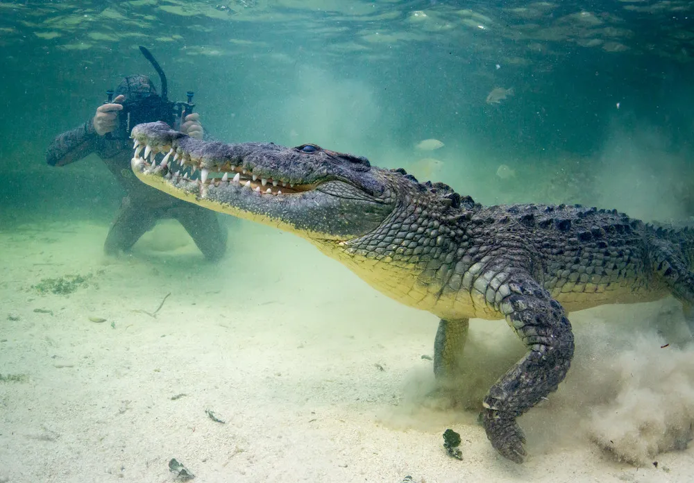 How the Pros Film Crocodiles Up Close