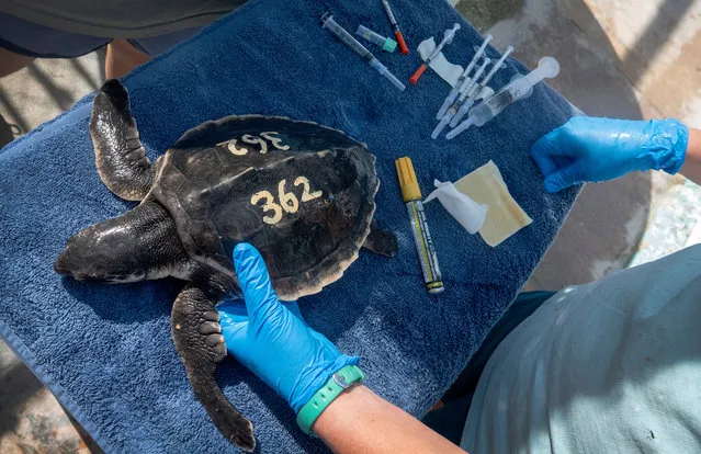 Staff at the Florida Keys-based Turtle Hospital treat a sea turtle at their facility in Marathon, Florida, USA, 03 December 2020 (Issued 04 December 2020). About 40 cold-stunned Kemp’s ridley sea turtles arrived at the hospital on 28 November. The turtles were rescued from beaches in Cape Cod, Massachusetts, and flown to the Keys. (Photo by Cristobal Herrera-Ulashkevich/EPA/EFE)