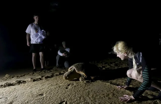 People observe a loggerhead sea turtle (Caretta caretta) crawling to the sea after laying her eggs on the beach, about 4 kilometers from the mouth of Rio Doce in Regencia village, where, according to Brazil's environmental regulator IBAMA, the river is about to be flooded with mud after a dam, owned by Vale SA and BHP Billiton Ltd burst, in Brazil November 20, 2015. (Photo by Ricardo Moraes/Reuters)