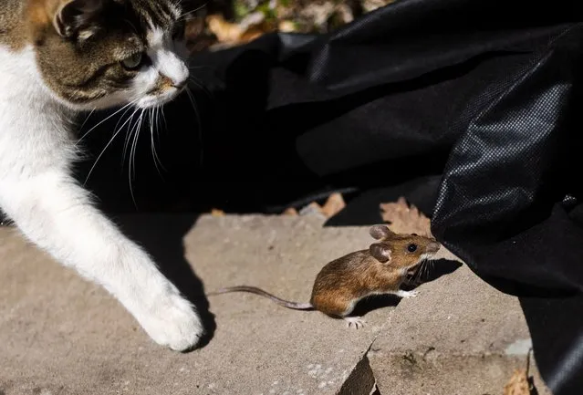 A cat chasing a mouse in a garden in Motala, Sweden, during Sunday, May 7, 2023. (Photo by Jeppe Gustafsson/Rex Features/Shutterstock)