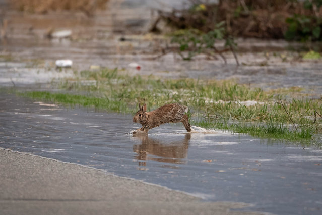 A rabbit emerges from a flooded field in Abbotsford B.C., on Thursday, December 11, 2025. (Photo by . (Photo by Canadian Press/Rex Features/Shutterstock)
