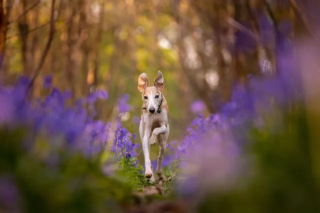 Whippet Bertie at Fernhurst in West Sussex on May 9, 2023. (Photo by Kerry Jordan/Triangle News)