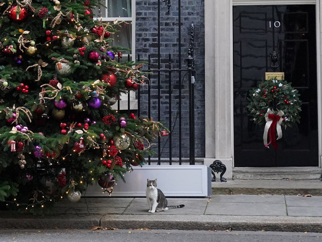 Chief Mouser to the Cabinet Office Larry the cat sits next to the Christmas tree in Downing Street, London, ahead of a Cabinet meeting on Tuesday, December 3, 2024. (Photo by Jonathan Brady/PA Images via Getty Images)