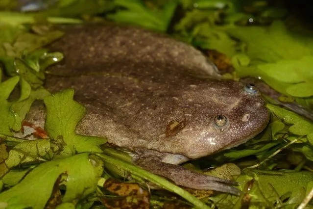 This undated  image released by McMaster University, shows a new species of African clawed frog. Scientists have discovered six new kinds of African clawed frog, and added back another to the list, boosting the number of known species by 30 percent and offering new avenues for research on human disease, said a study on December 16, 2015. The creatures are “most widely studied amphibians in the world”, and now there are 29 known clawed frog species instead of just 22, according to the study in PLOS ONE. (Photo by Vacute Gvocaron/AFP Photo/McMaster University)