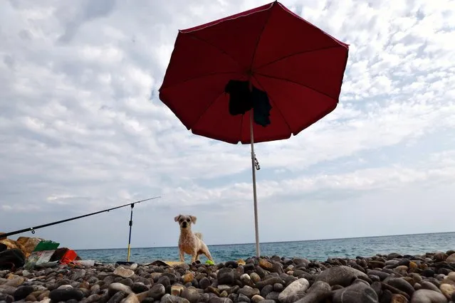 A dog stands under an umbrella on the beach as the heat wave grips Europe, in Nice, France on June 29, 2023. (Photo by Eric Gaillard/Reuters)