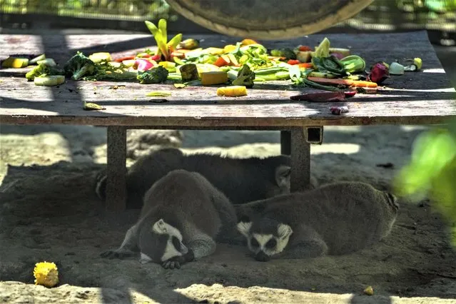 Ring-tailed lemurs take a nap underneath a wooden board with foods at a zoo on a sweltering day in Beijing, Sunday, July 9, 2023. Earlier this week, Beijing reported more than nine straight days with temperatures above 35 degrees Celsius (95 degrees Fahrenheit), a streak unseen since 1961. (Photo by Andy Wong/AP Photo)