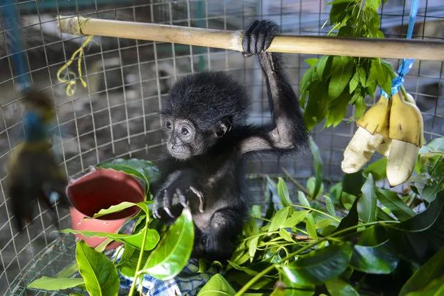 A rescued baby black gibbon (symphalangus syndactylus) is seen in an enclosure at a local nature conservation agency' s office in Banda Aceh, Aceh province on September 13, 2018. A local nature conservation agency seized the two month- old siamang, or black- furred gibbon, from a villager suspected of being an animal trader. Siamangs are listed as 'endangered' in the International Union for Conservation of Nature (IUCN) Red List. (Photo by Chaideer Mahyuddin/AFP Photo)